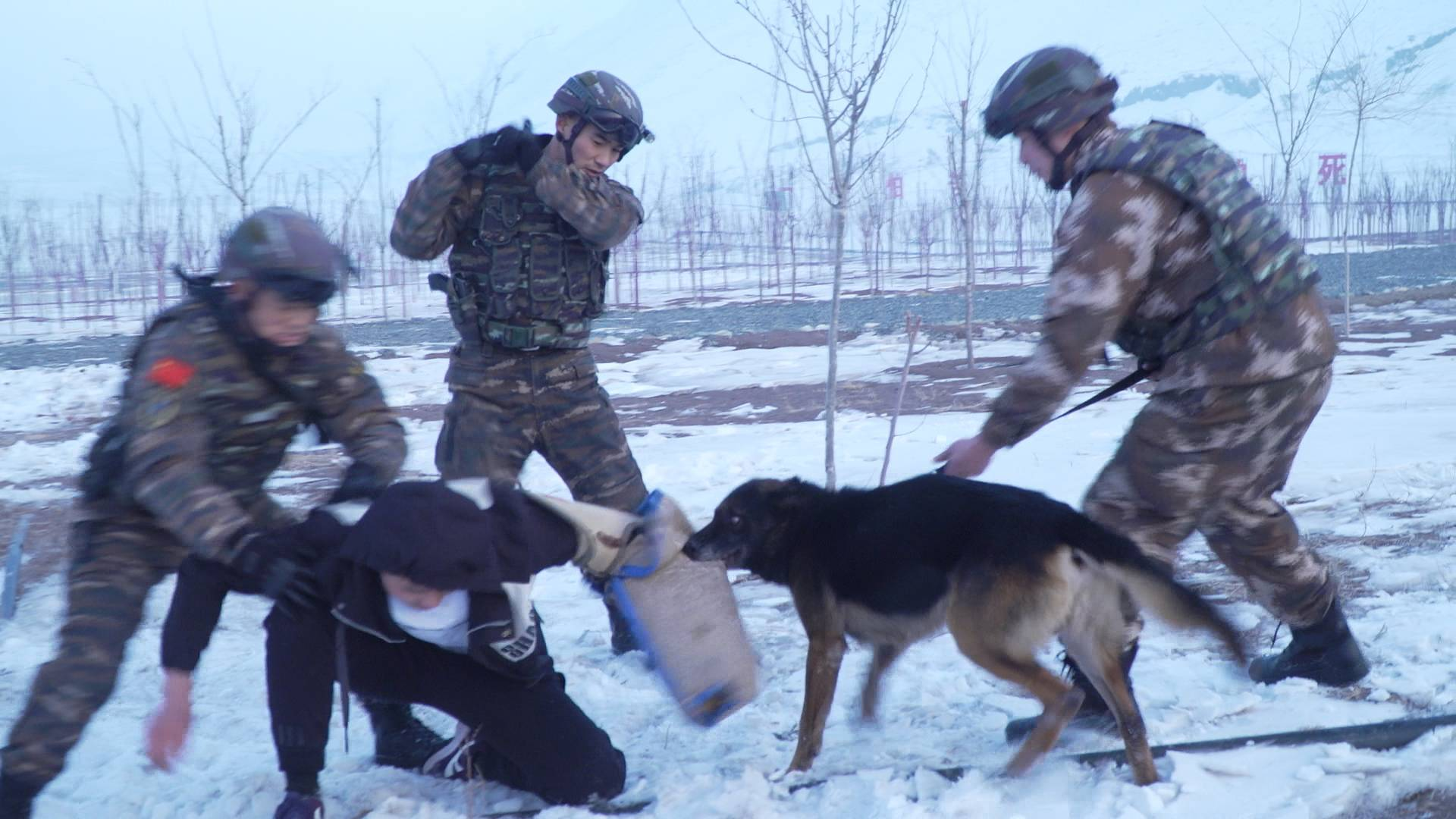 越障、搜爆、追击!“忠勇”警犬助力武警雪地“捕歼”